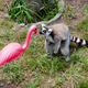 Illustration for article titled Lawn Ornaments Help Lemurs Stay Happy and Healthy